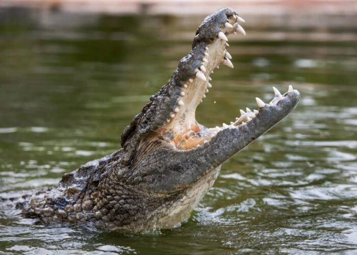 Dubai Crocodile Park Tickets