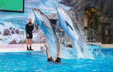 Dubai Dolphinarium Tickets Dolphin Jump into the Water