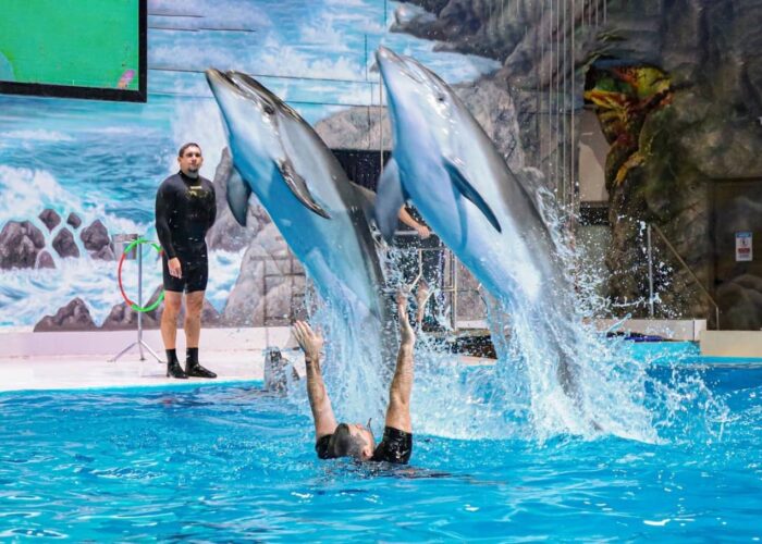 Dubai Dolphinarium Tickets Dolphin Jump into the Water
