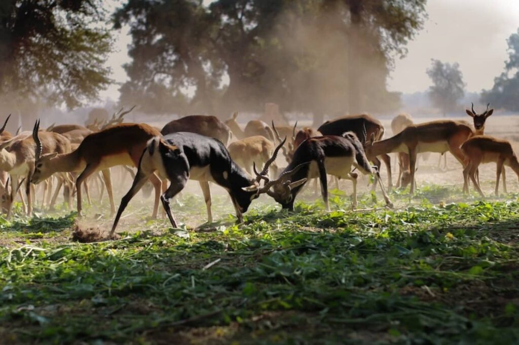 Dubai Safari Park Deer