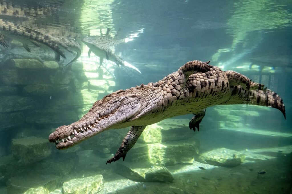 Dubai Crocodile Park Tickets