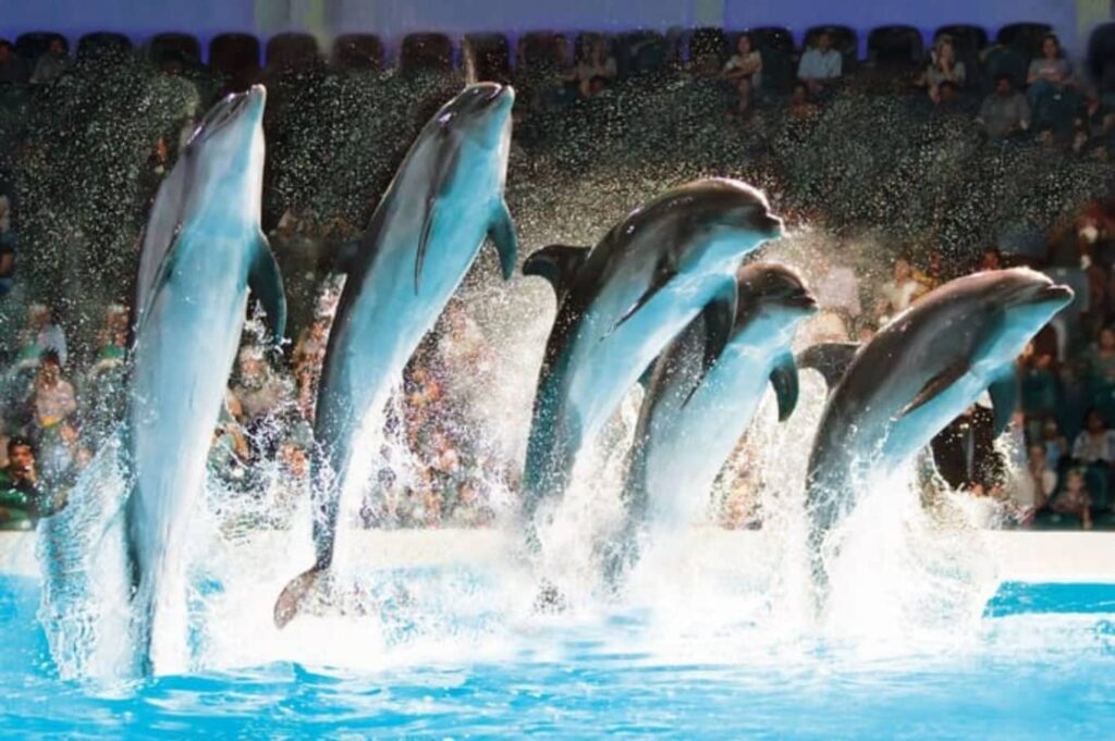 Dubai Dolphinarium Tickets Dolphin Jump into the Water