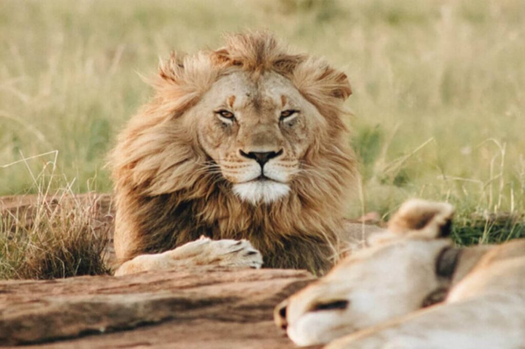 Dubai Safari Park Lion