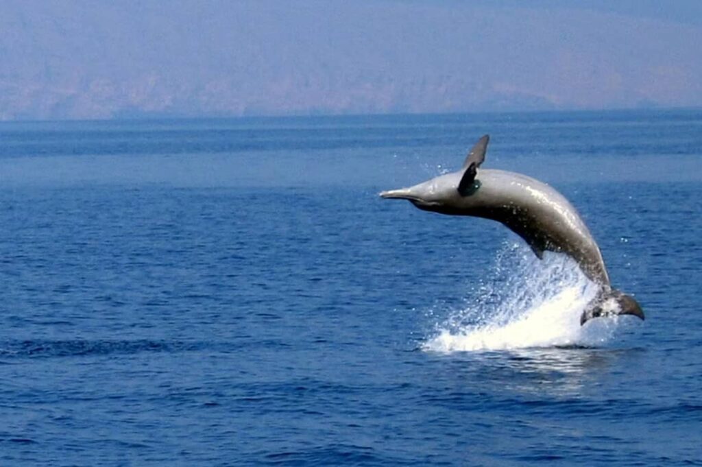 Musandam Dibba Tour with Dhow Cruise Dolphin Fish