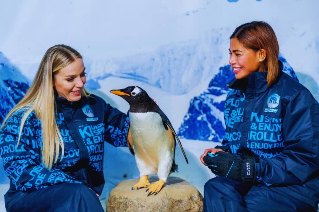 Ski Dubai Tickets Enjoy with penguins
