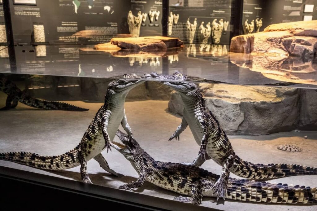 Dubai Crocodile Park Tickets