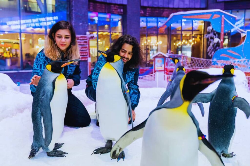 Ski Dubai Tickets Enjoy with penguins