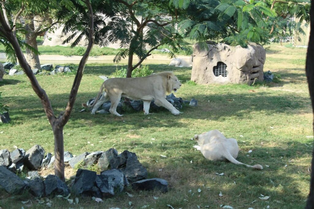 Dubai Safari Park Lion