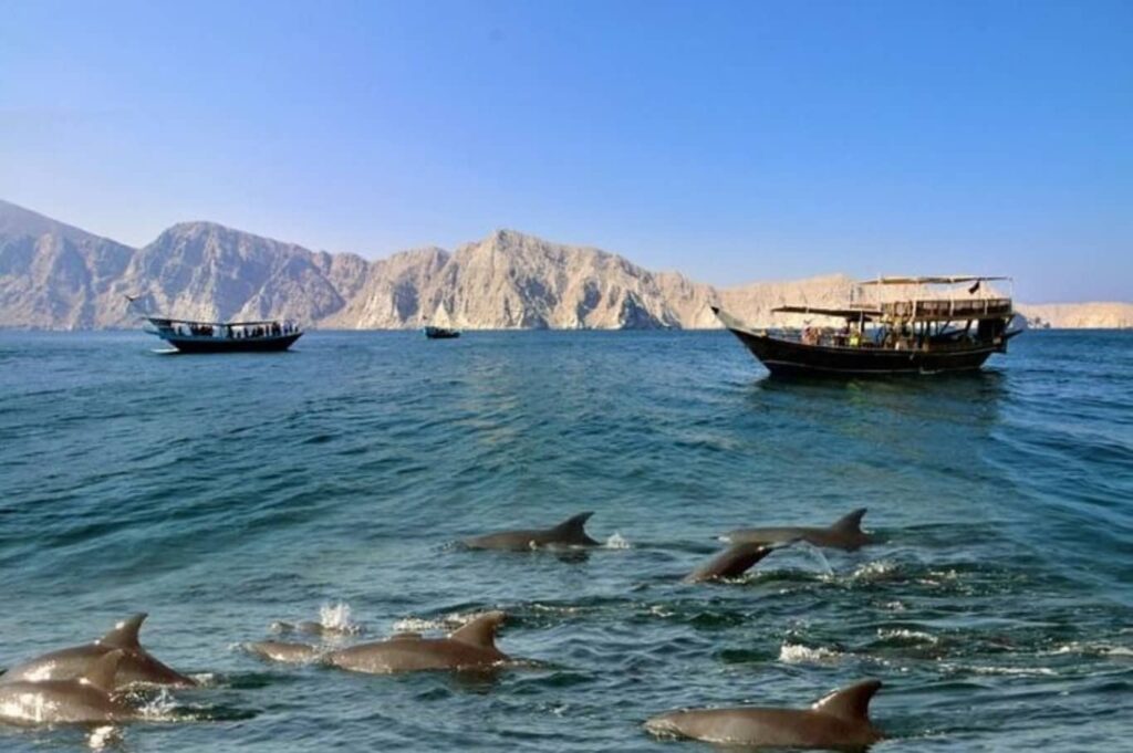 Khasab Full Day Dhow Cruise with Dolphin
