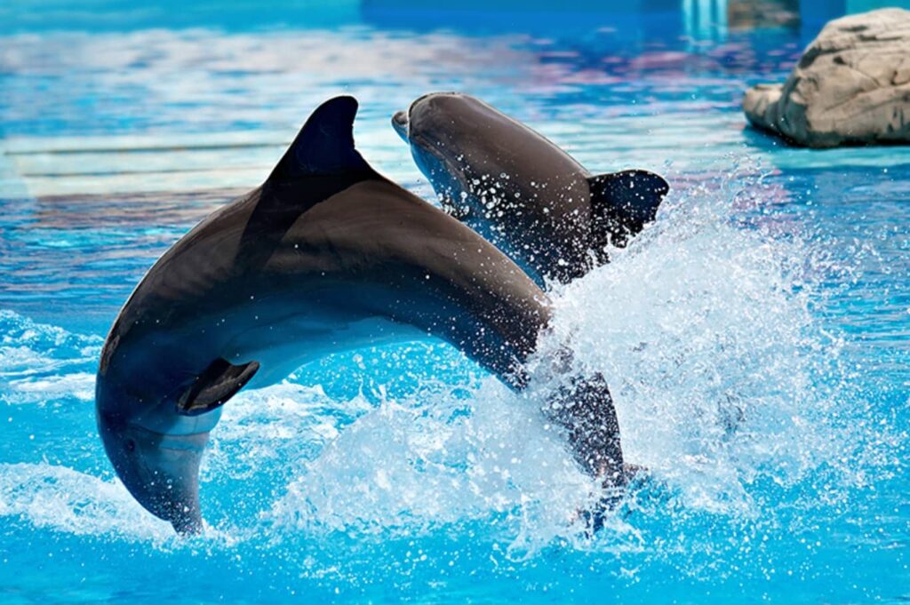 Dubai Dolphinarium Tickets Dolphin Jump into the Water