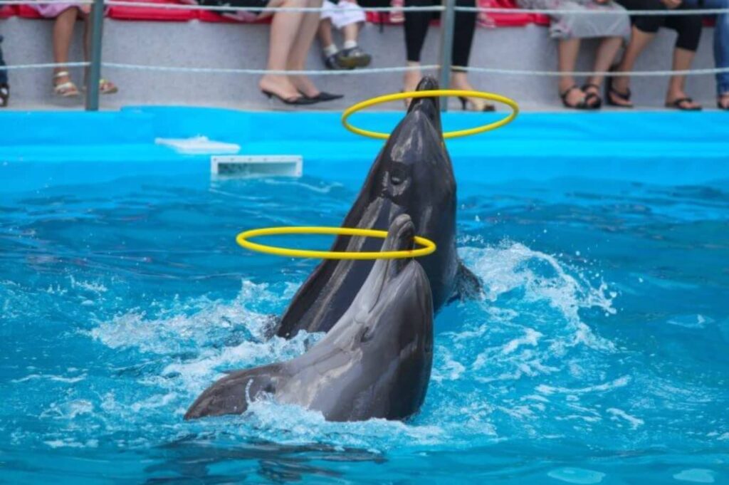Dubai Dolphinarium Tickets Dolphin Jump into the Water