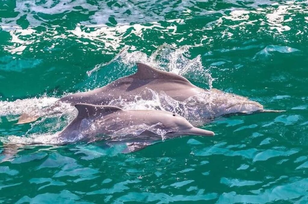 Khasab Full Day Dhow Cruise with Dolphin