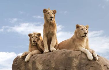 Dubai Safari Park Lion