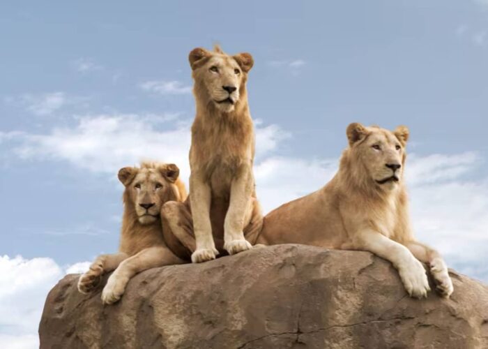 Dubai Safari Park Lion