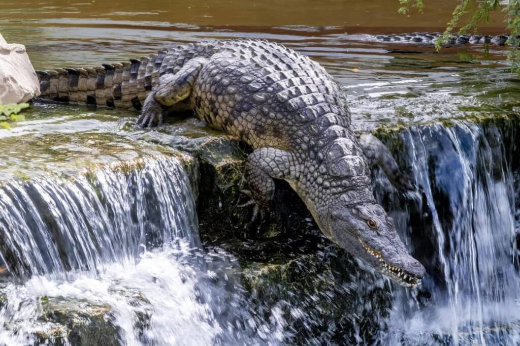 Dubai Crocodile Park Tickets