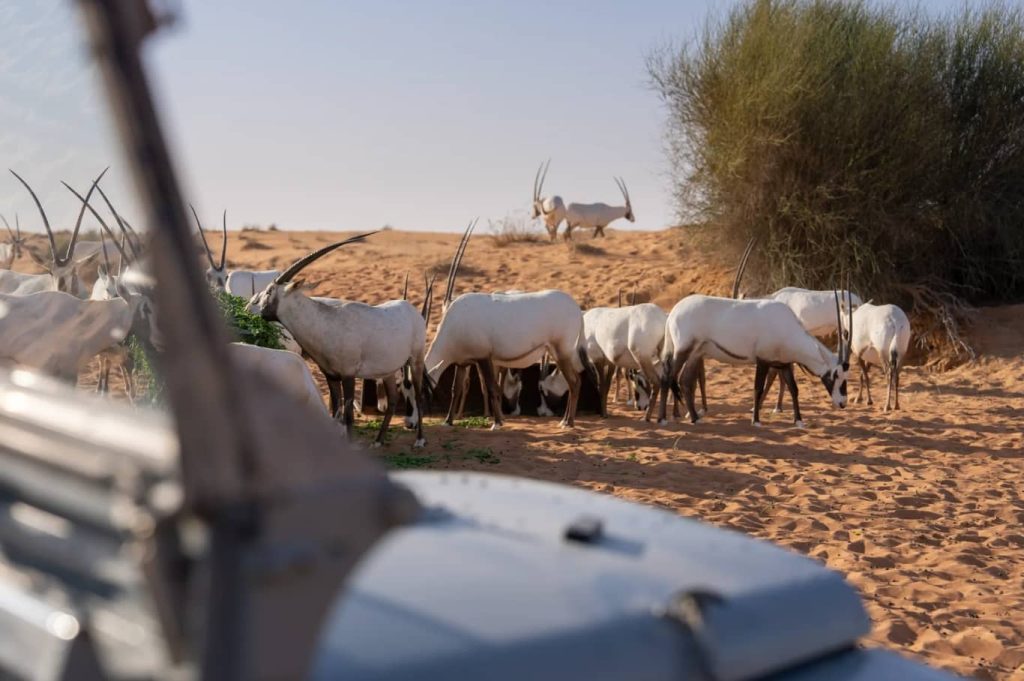 57 Heritage Desert Experience Gazelles and the Arabian Oryx