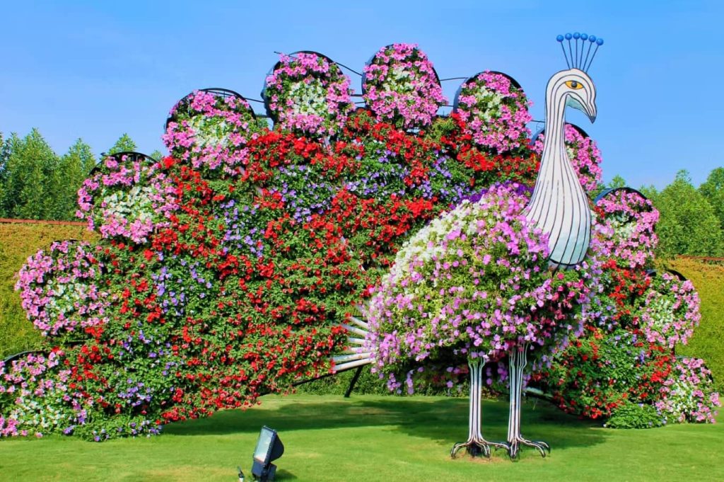 Dubai Miracle Garden Tickets Peacock